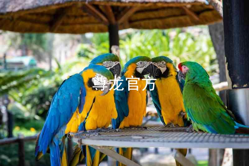 尊龙官方